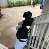_prisyah
