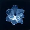 areej_pour