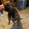 keekeemilesdog