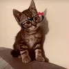 princssqa