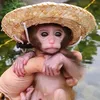 monkey.piku
