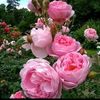 user2797320333088