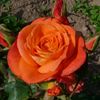 jahan.hashemi7