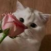 user5245919451108