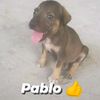 steven_op33