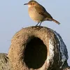 unpajarito_1