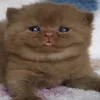woof_woof678