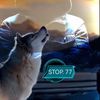 stop_669