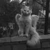 lybimkas2401