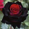 rose.merry367