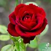 user356611844094