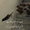 muhammadazeem7041