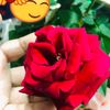 rose.newkwt