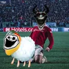 l4dyswan