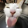 cheesyrain5216