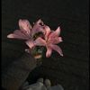 lom7074
