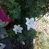 marcelanedelea6