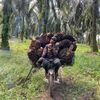 bgapriansyah