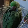 الــــمـَـُّوســـٌُوي