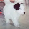 paulchen_dolly
