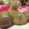 jade_cat_mom