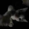amnam_392