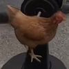 chickychicken.1