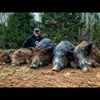 usa.hog.trapping