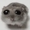 hamsa_bonpreu