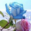 adel.alsed3