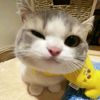 pwettygirlt456