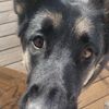 .jude.bellingham36