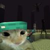 cat.kitty_catcat