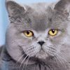 mochithecat.1