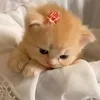 nhuy_trannguyen