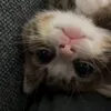 pchukjlglly