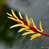 phuong_nguyen344