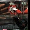 bettafishh26