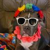 Ivy_Thebluebully