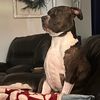 dogsplease54