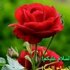muhammad.yaseen3636