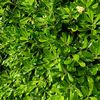 macina2516