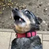 csivicsovi