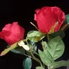sara.qadr5