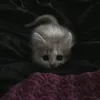 wiliki_