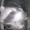 screaming.raccoon