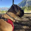 canecorso84000