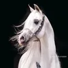 f6ty3