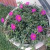 blanquita05345