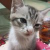 kelinci_kecil_abi